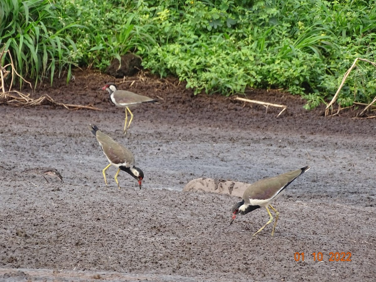 Red-wattled Lapwing - ML489227991