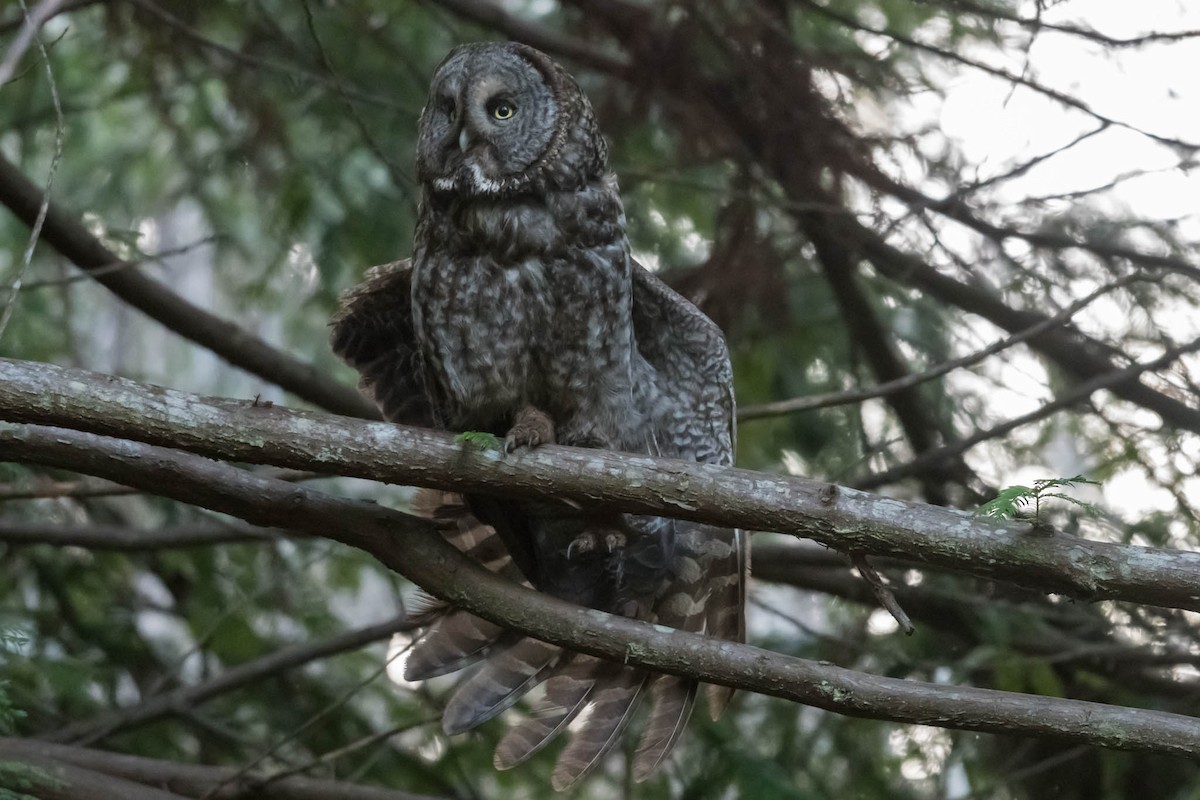 Great Gray Owl - ML48922801