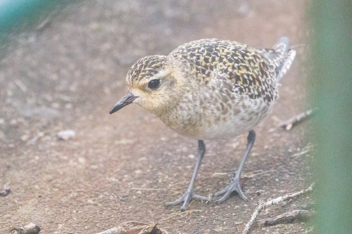 Pacific Golden-Plover - ML48922881