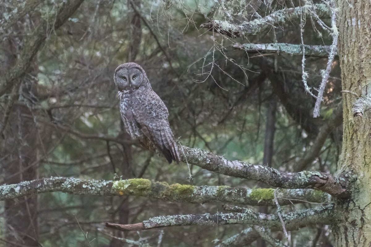 Great Gray Owl - ML48922891