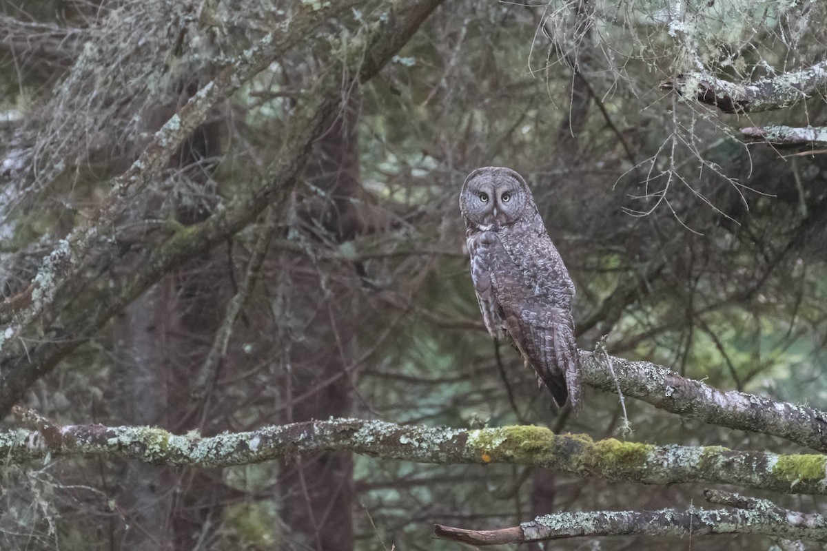 Great Gray Owl - ML48922901