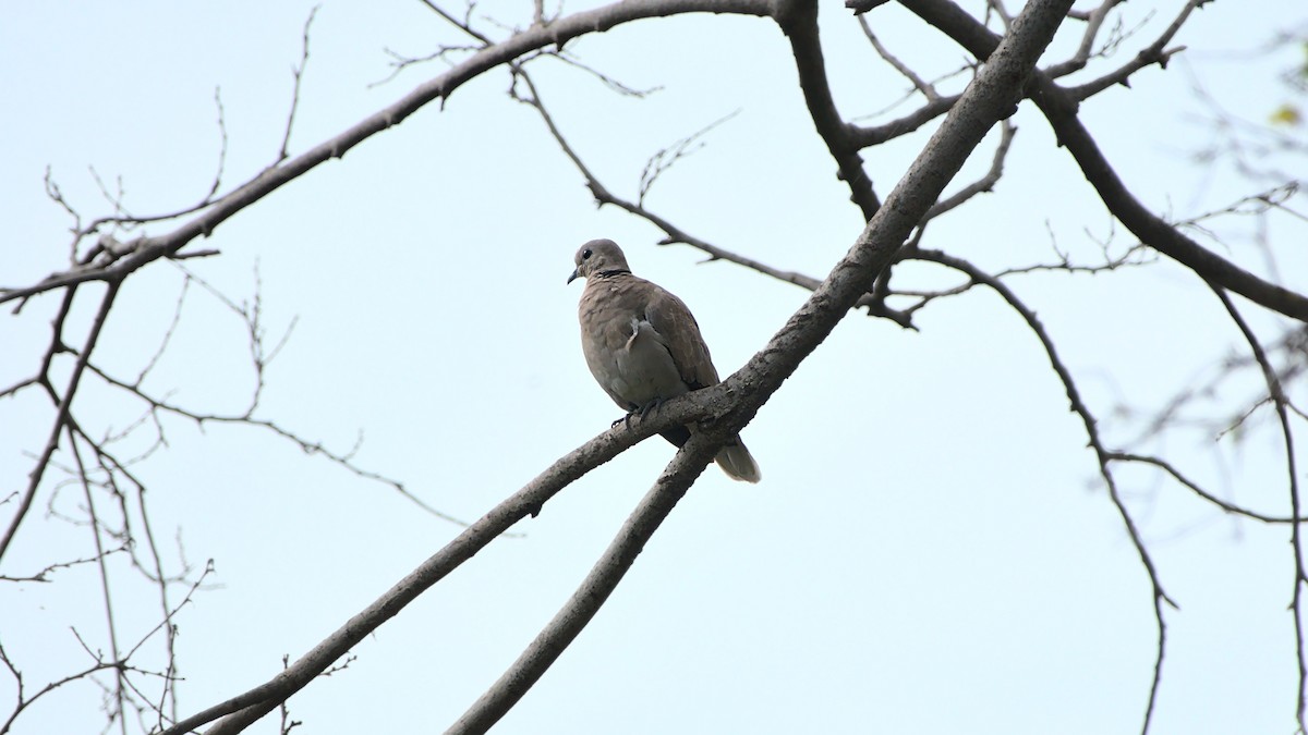 Eurasian Collared-Dove - Aseem Borkar