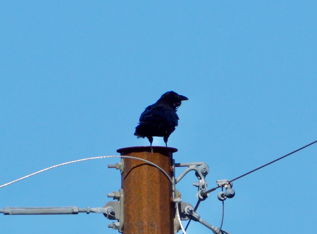 Common Raven - ML489233011