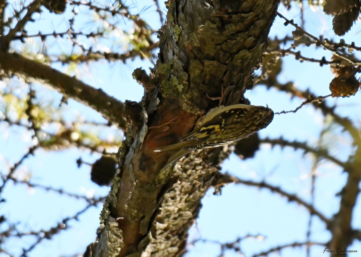 Brown Creeper - ML489233841