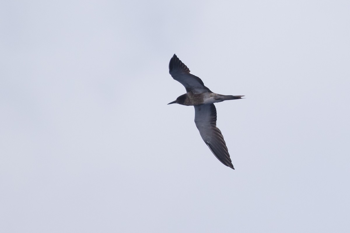 Sooty Tern - ML489233931