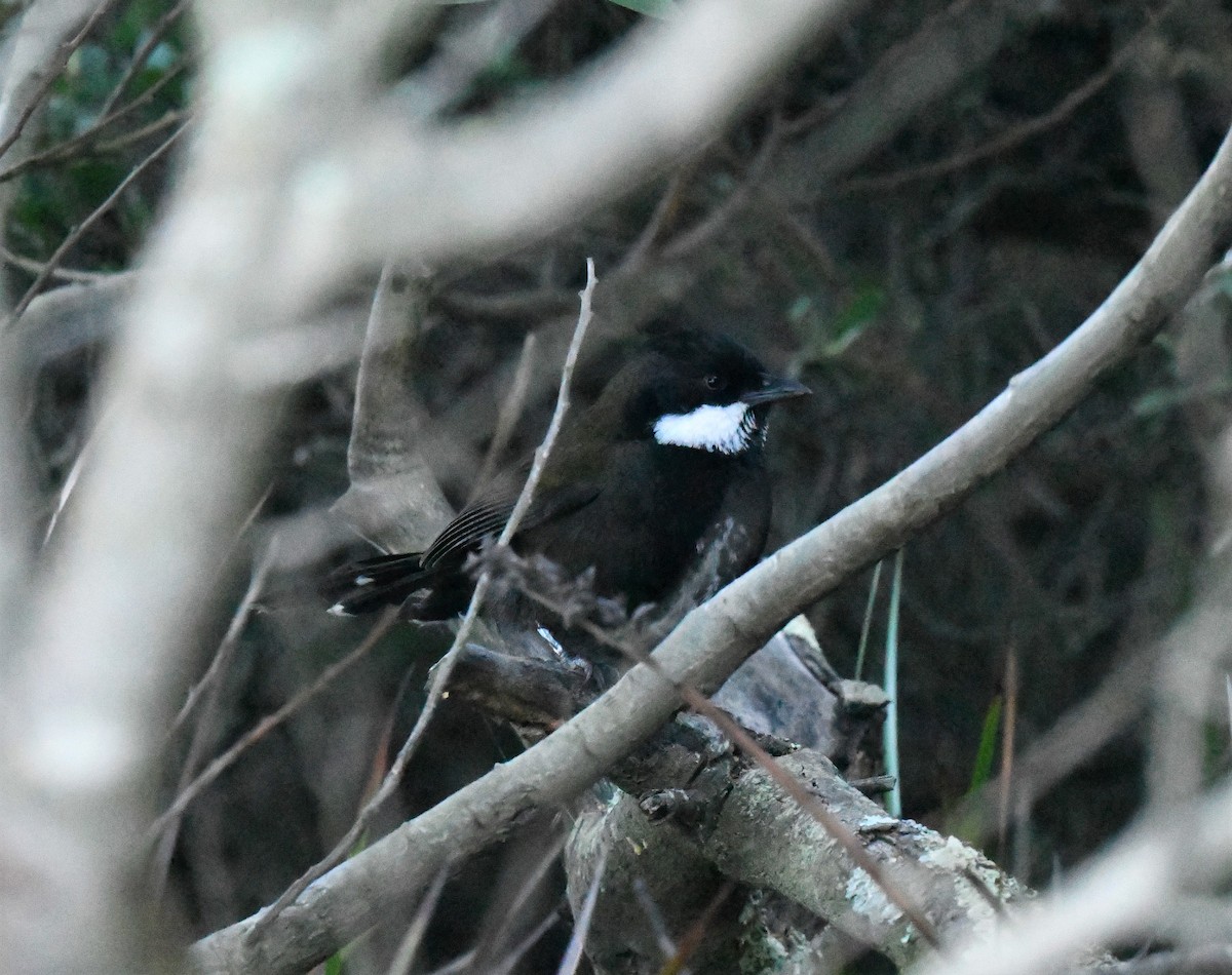 Eastern Whipbird - ML489234851