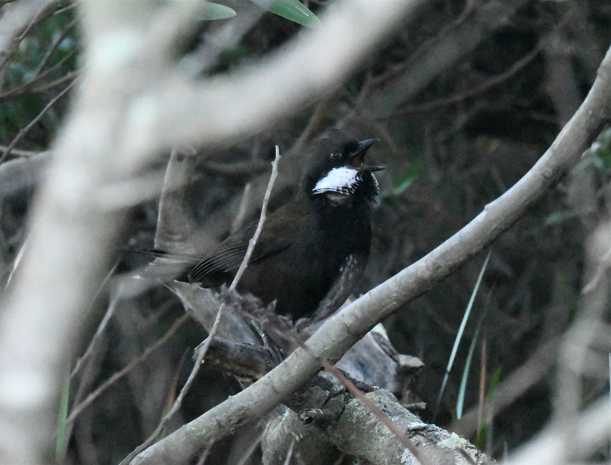 Psophode à tête noire - ML489234871