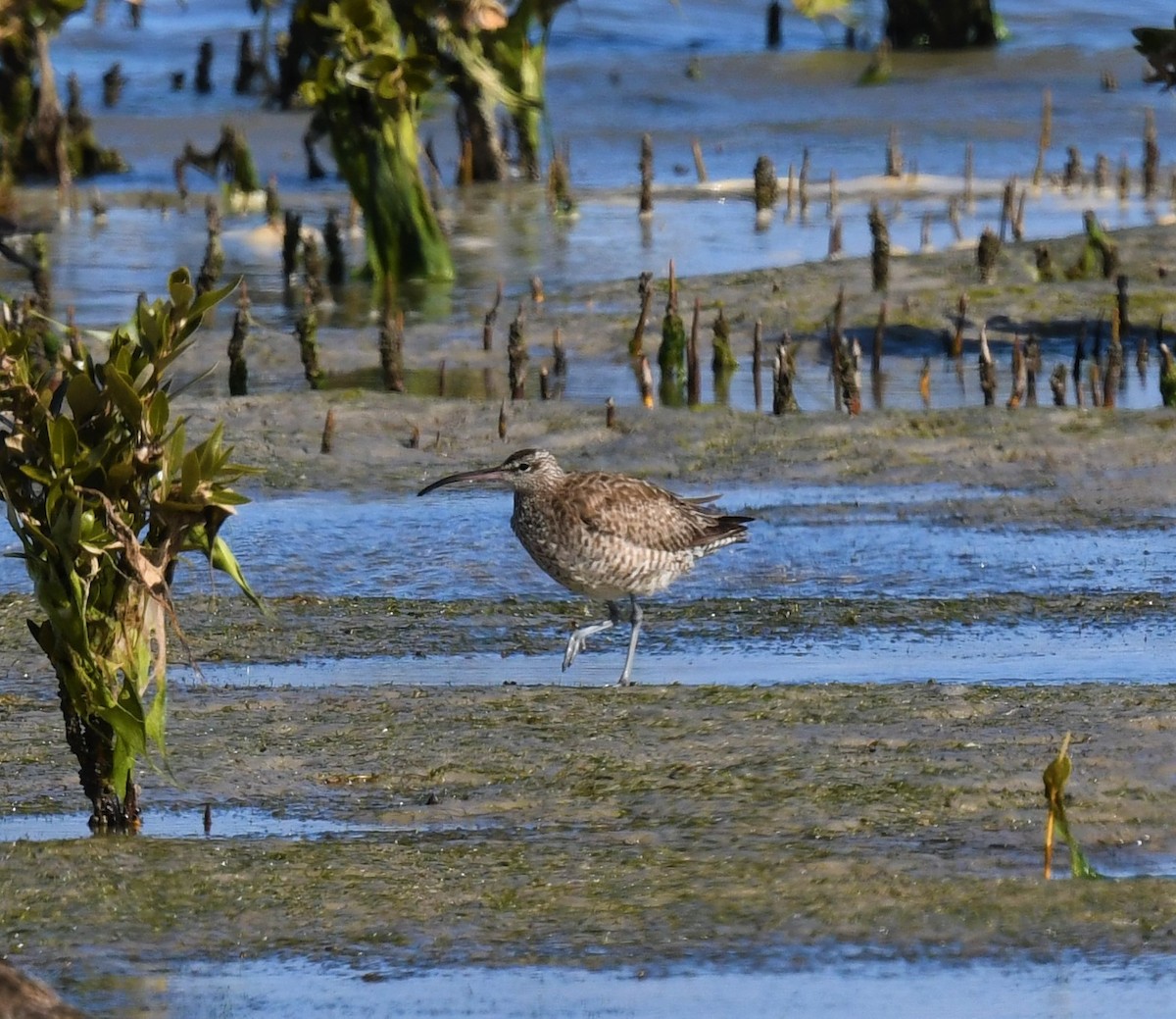 Whimbrel - Robert Anderson