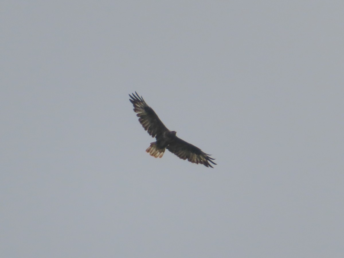 Upland Buzzard - Kaichi Huang