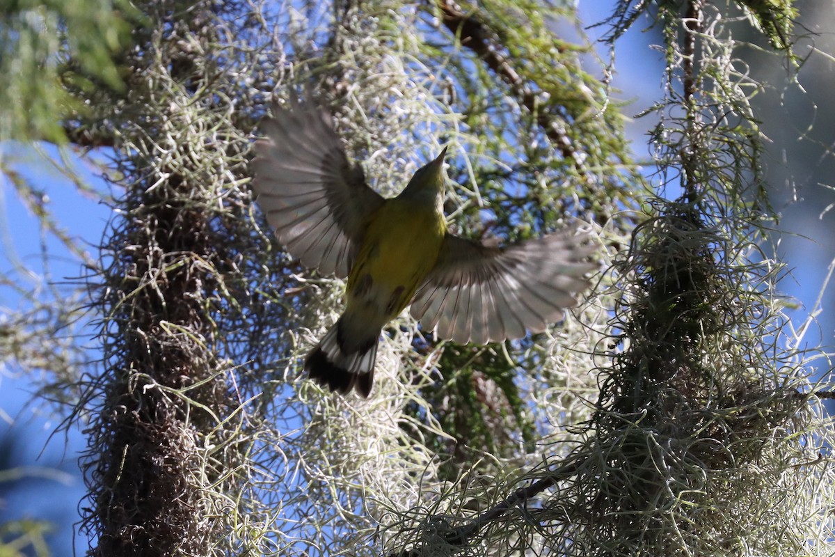 Magnolia Warbler - ML489235571