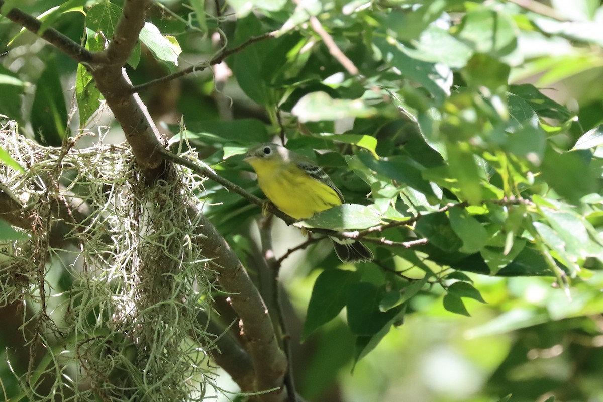 Magnolia Warbler - ML489235621