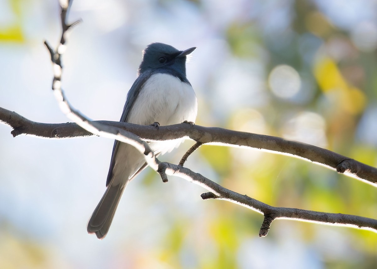 Monarca Plomizo - ML489235991