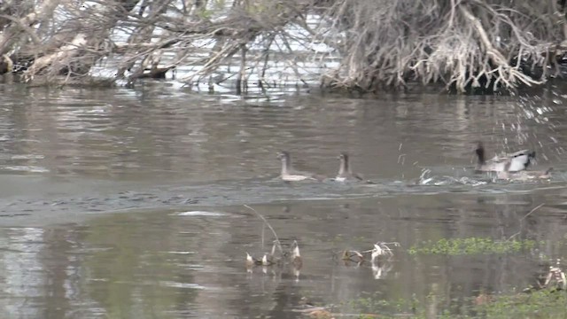 Canard à crinière - ML489236251