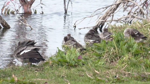 Canard à crinière - ML489236271