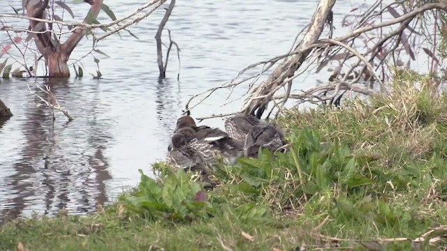 Canard à crinière - ML489236281