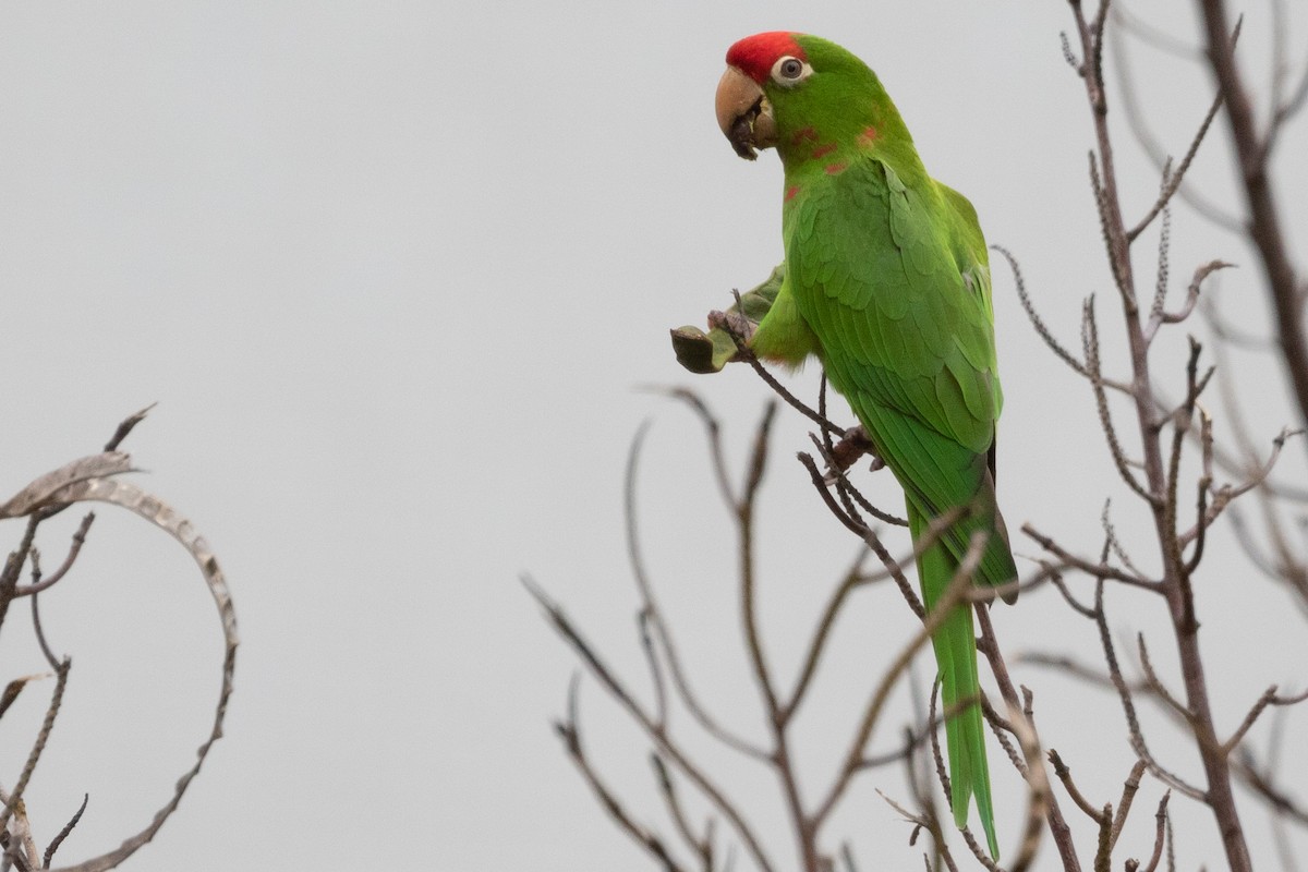 Scarlet-fronted/Cordilleran Parakeet - ML489236421