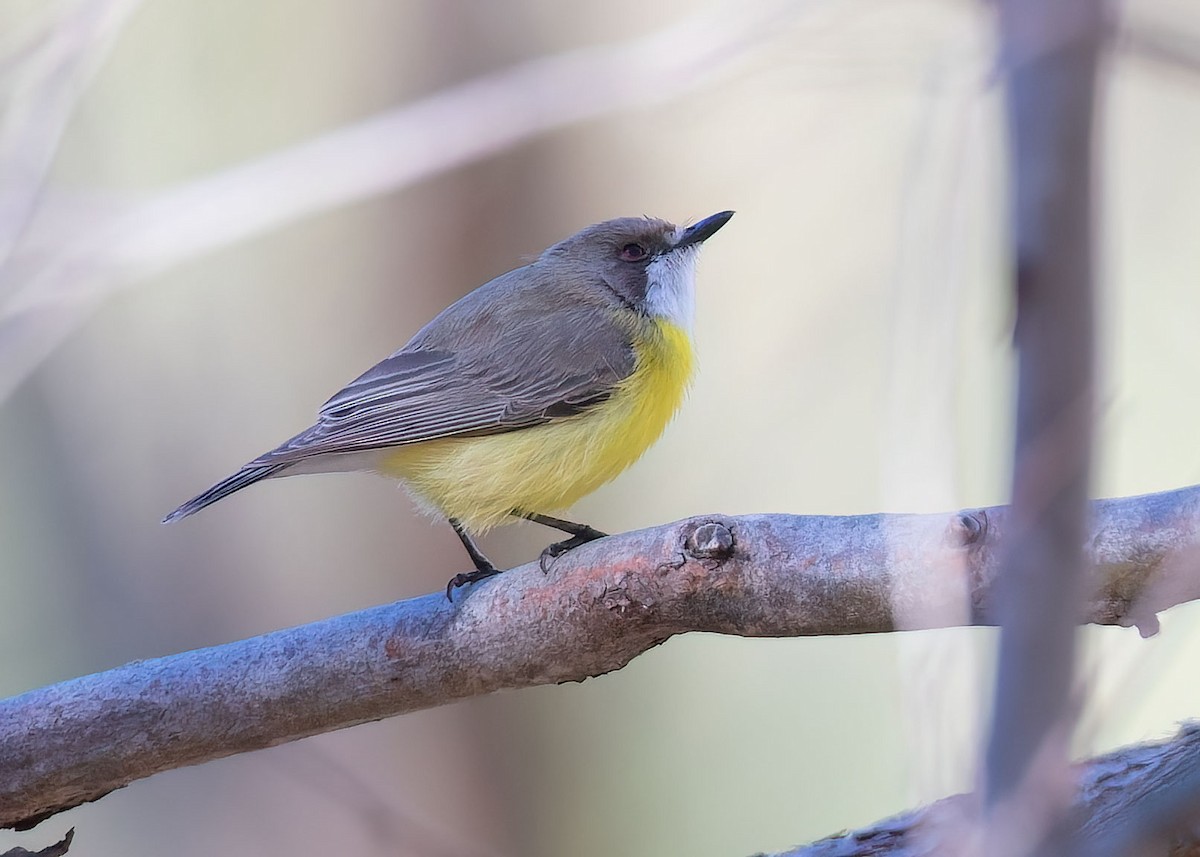 Gerigón Gorjiblanco - ML489236891