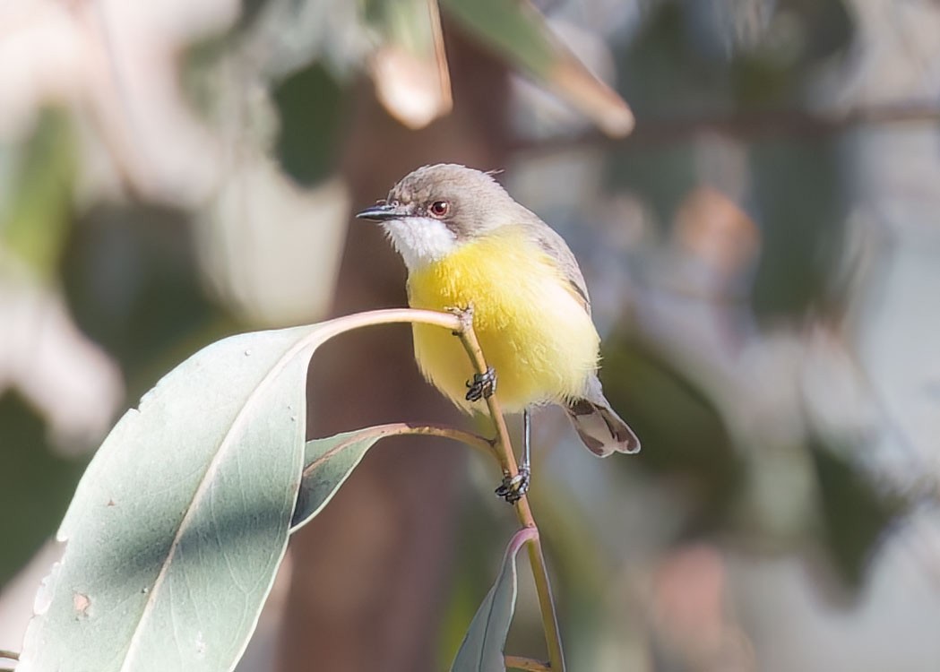 Gerigón Gorjiblanco - ML489237601