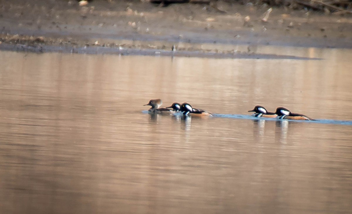 Hooded Merganser - Kayann Cassidy