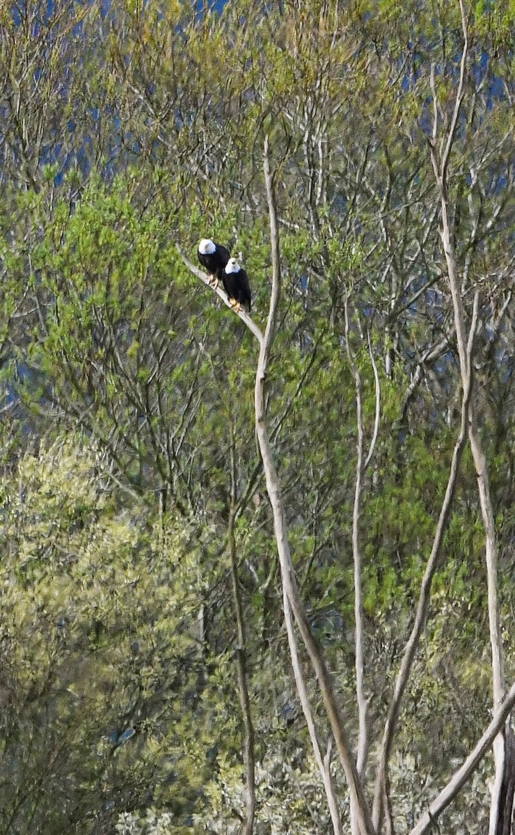 Weißkopf-Seeadler - ML48923771