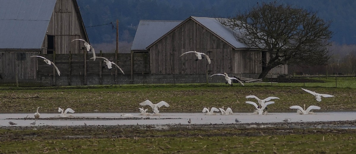 Tundra Swan (Whistling) - ML48923811