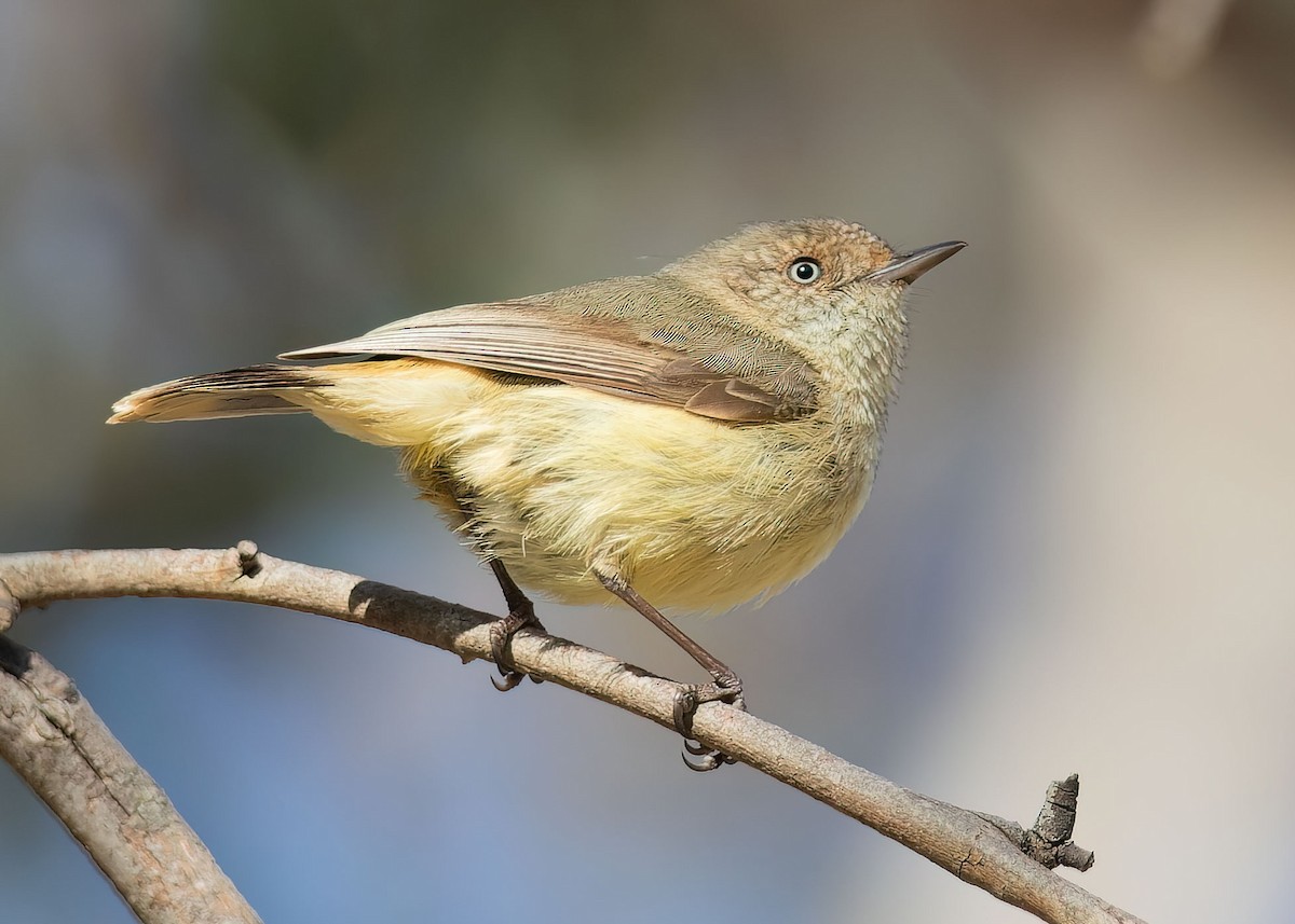 Acantiza Reguloide - ML489238241