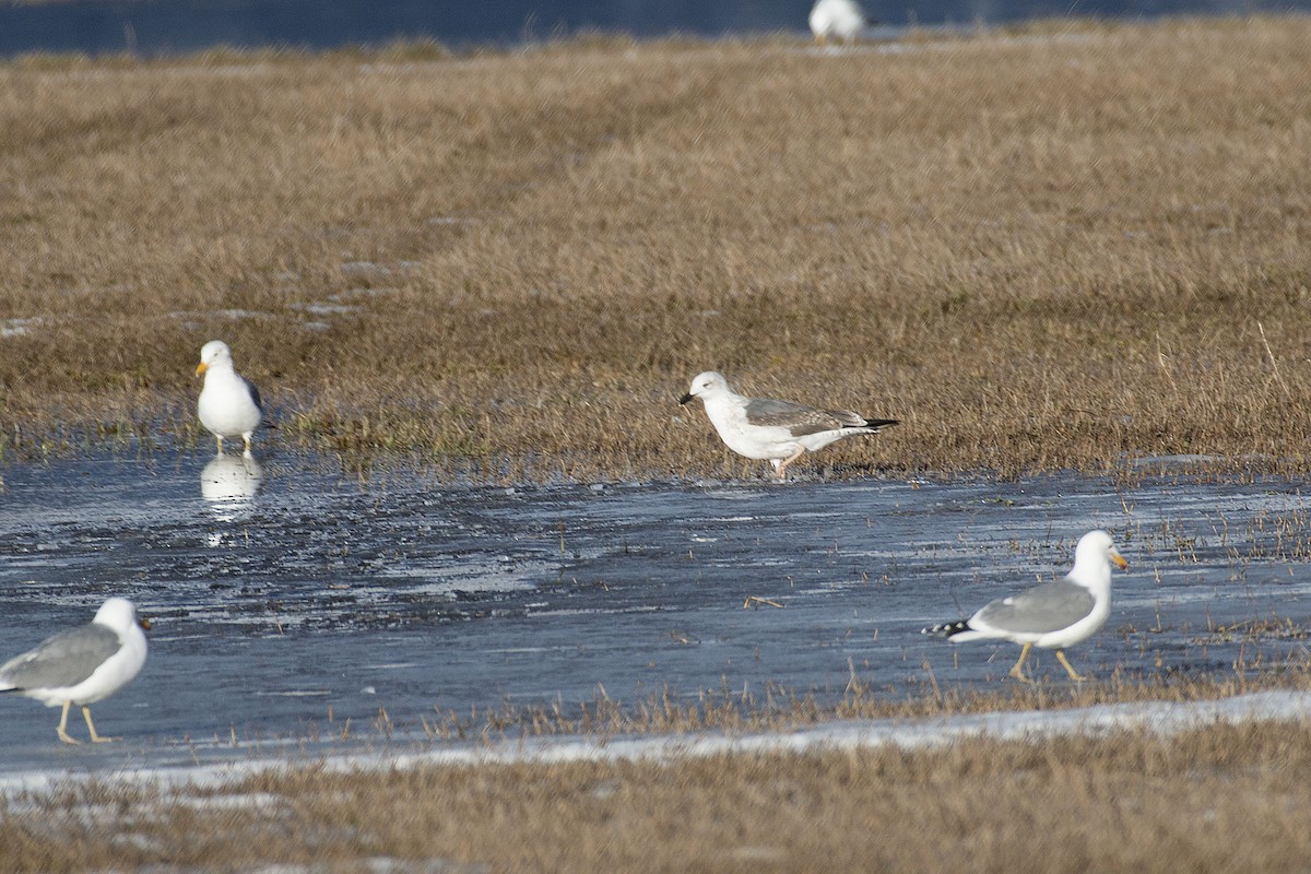 Lesser Black-backed Gull - ML48923851