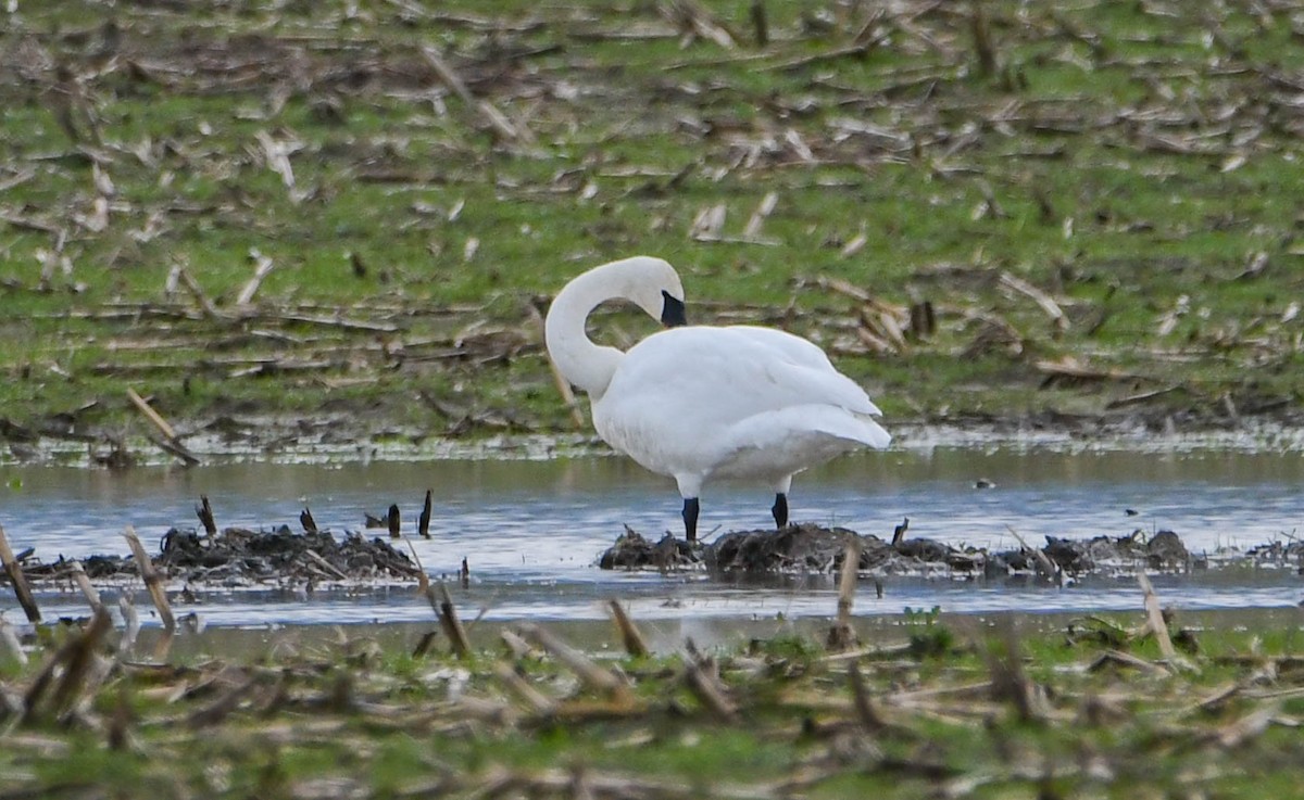 Trumpeter Swan - ML48923871