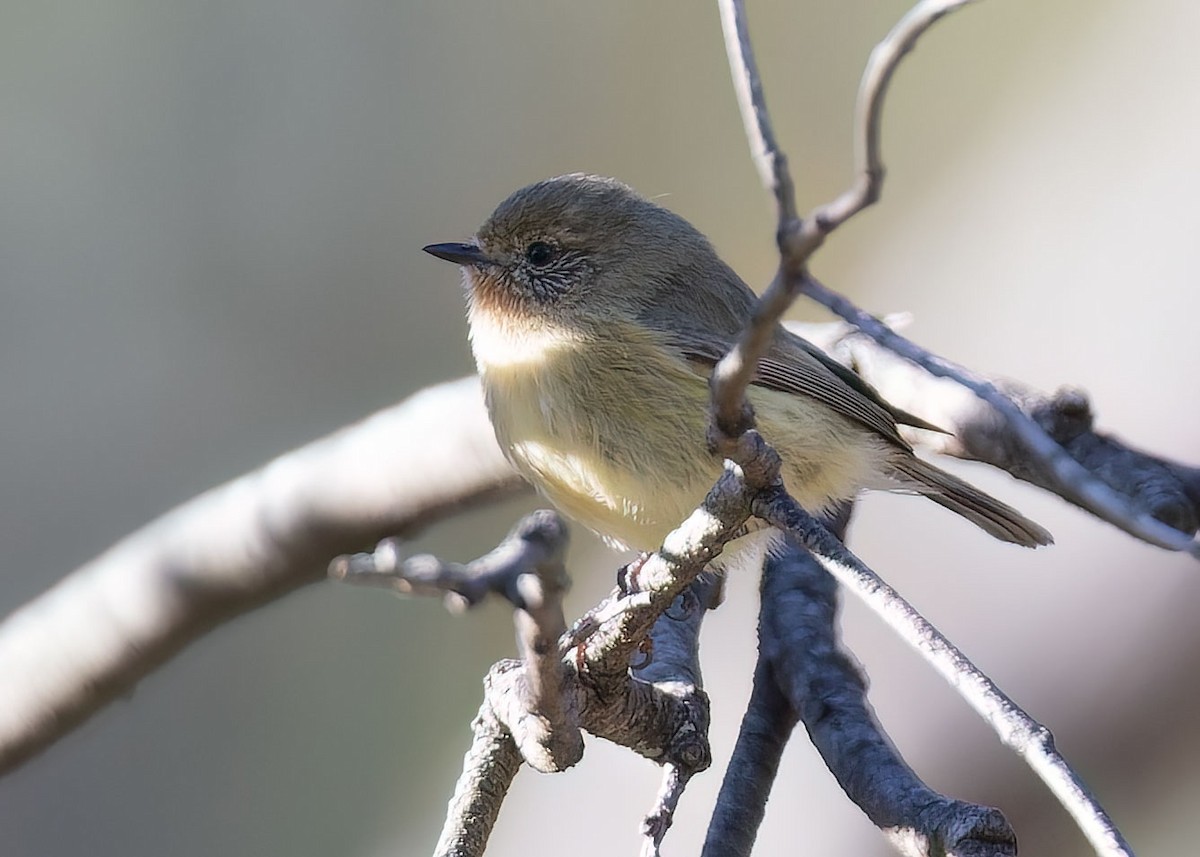 Acantiza Enana - ML489238981