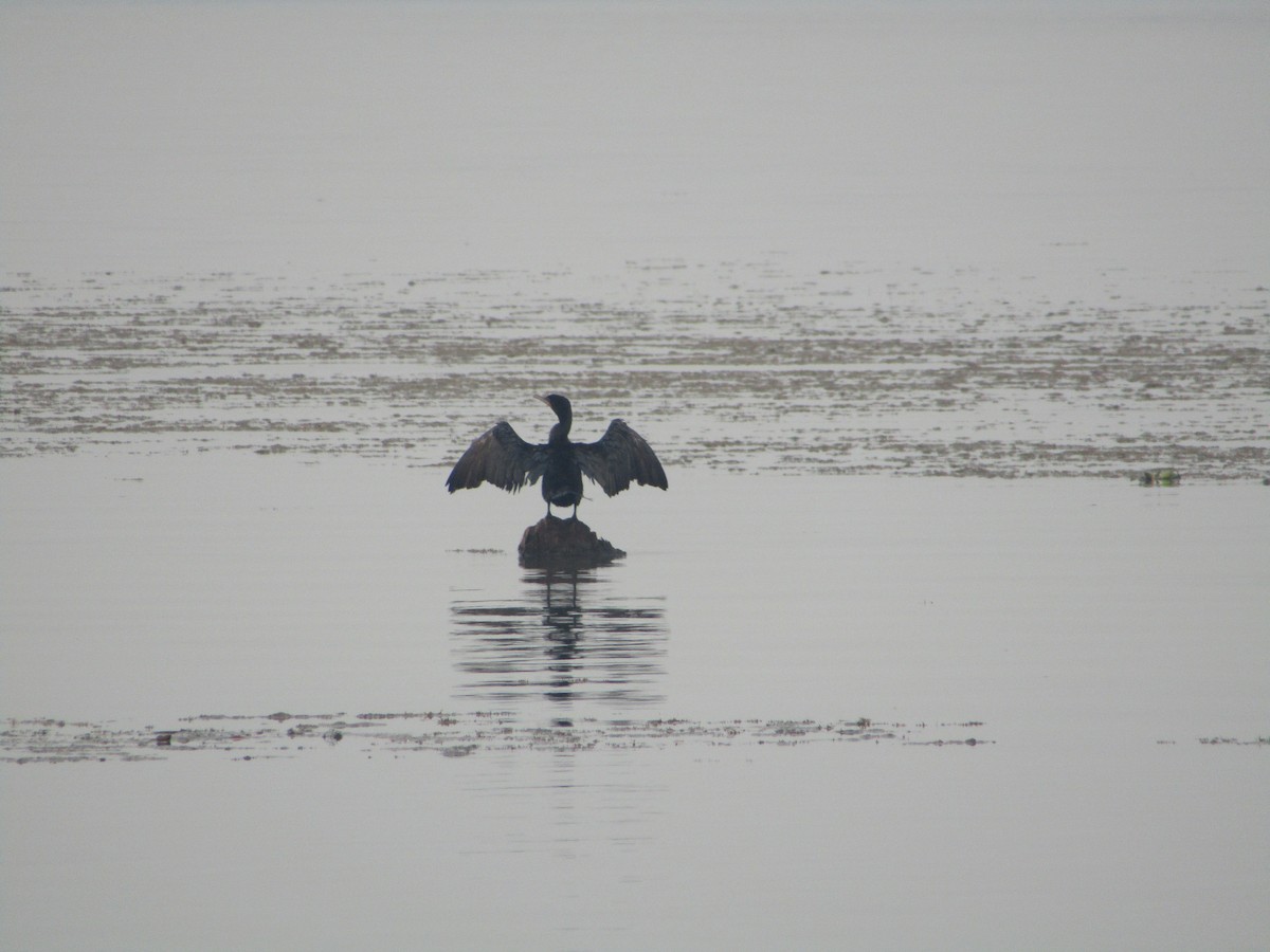 Neotropic Cormorant - ML489239351