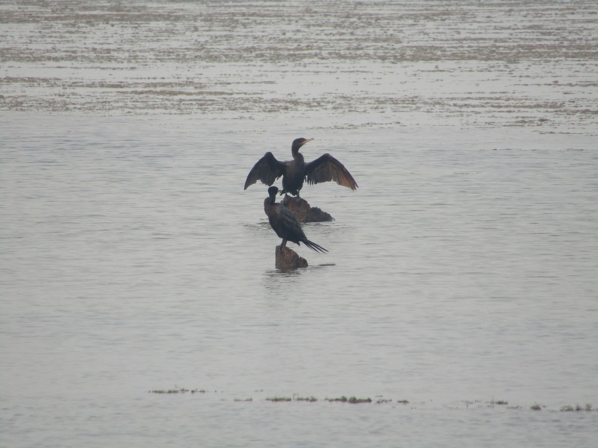 Neotropic Cormorant - ML489239361