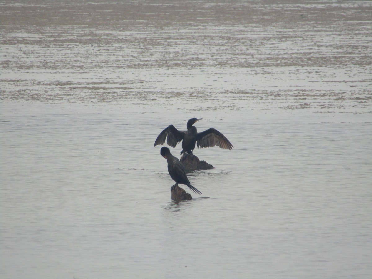 Neotropic Cormorant - ML489239381