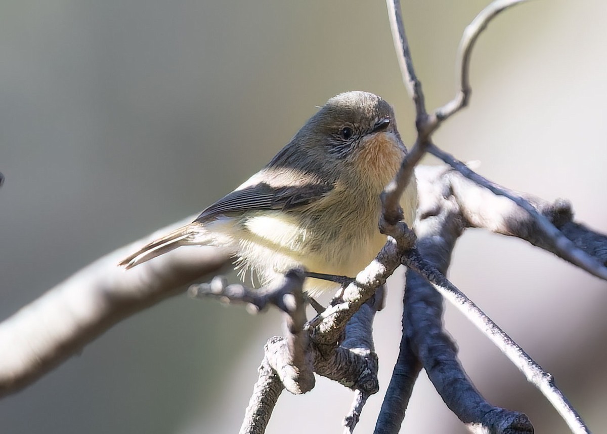 Acantiza Enana - ML489239591