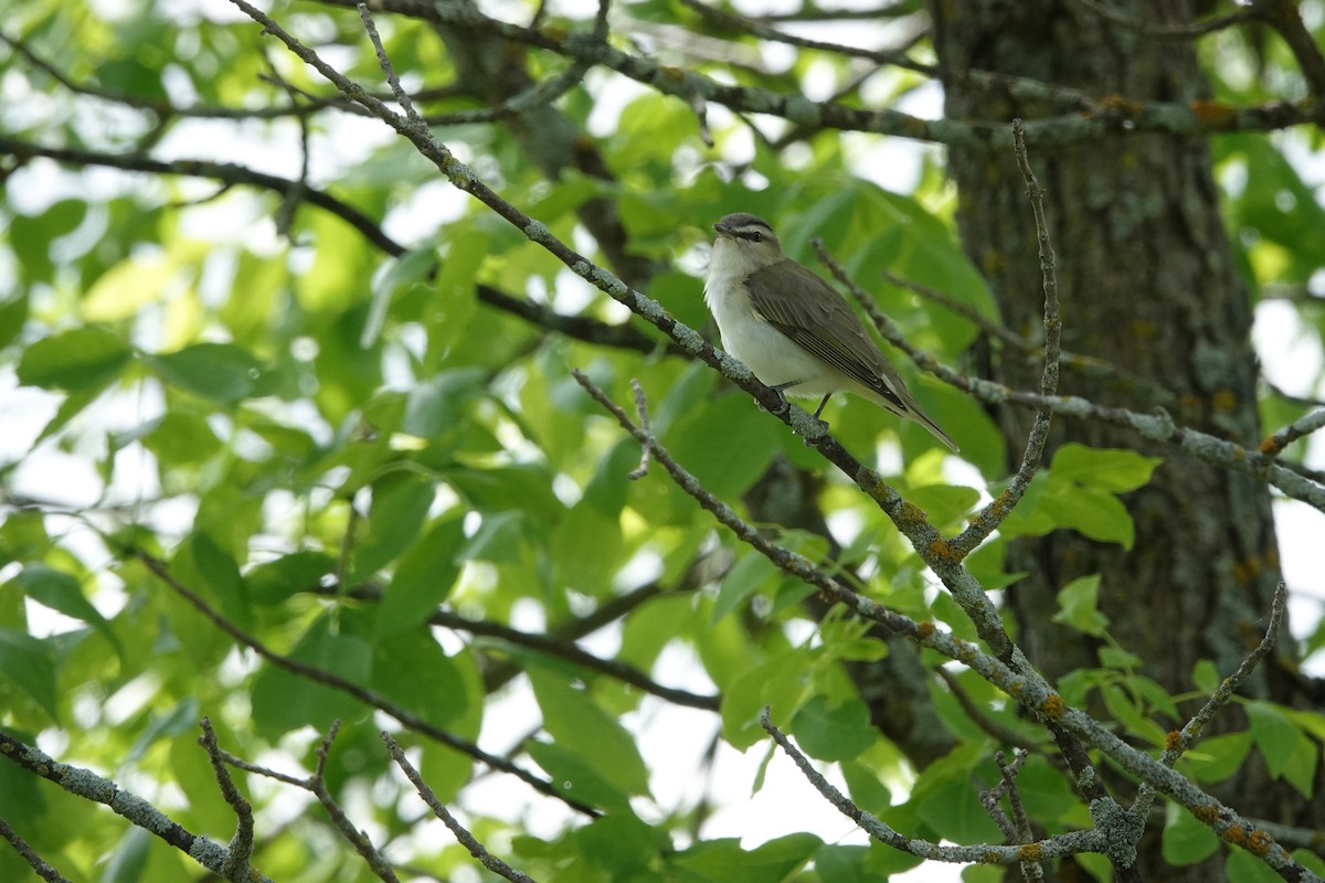 Red-eyed Vireo - ML489239721