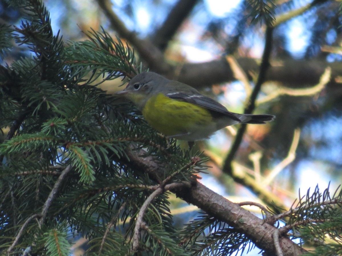 Magnolia Warbler - Reed W