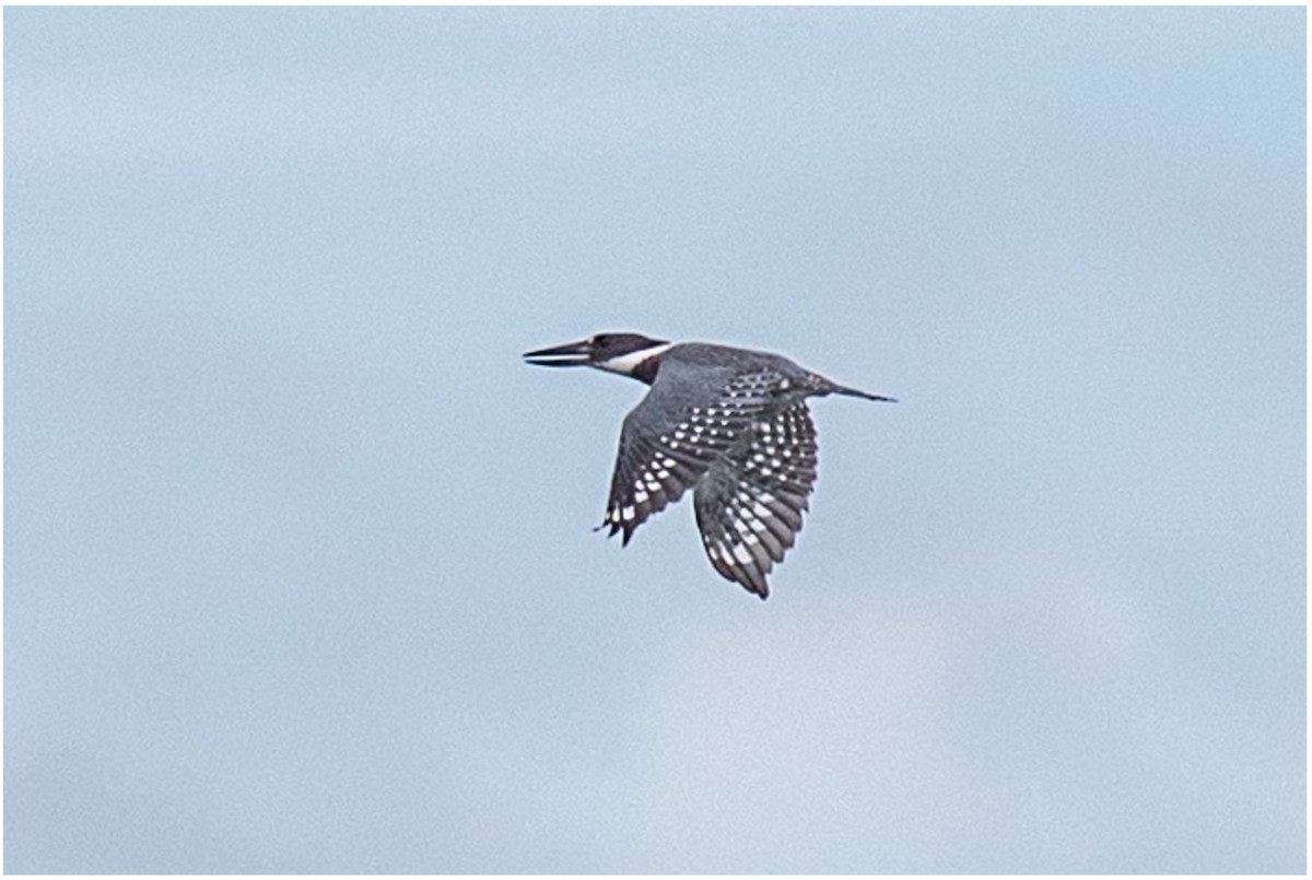 Amazon Kingfisher - ML489240981