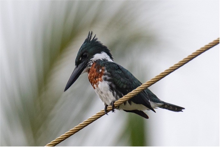 Amazon Kingfisher - ML489240991