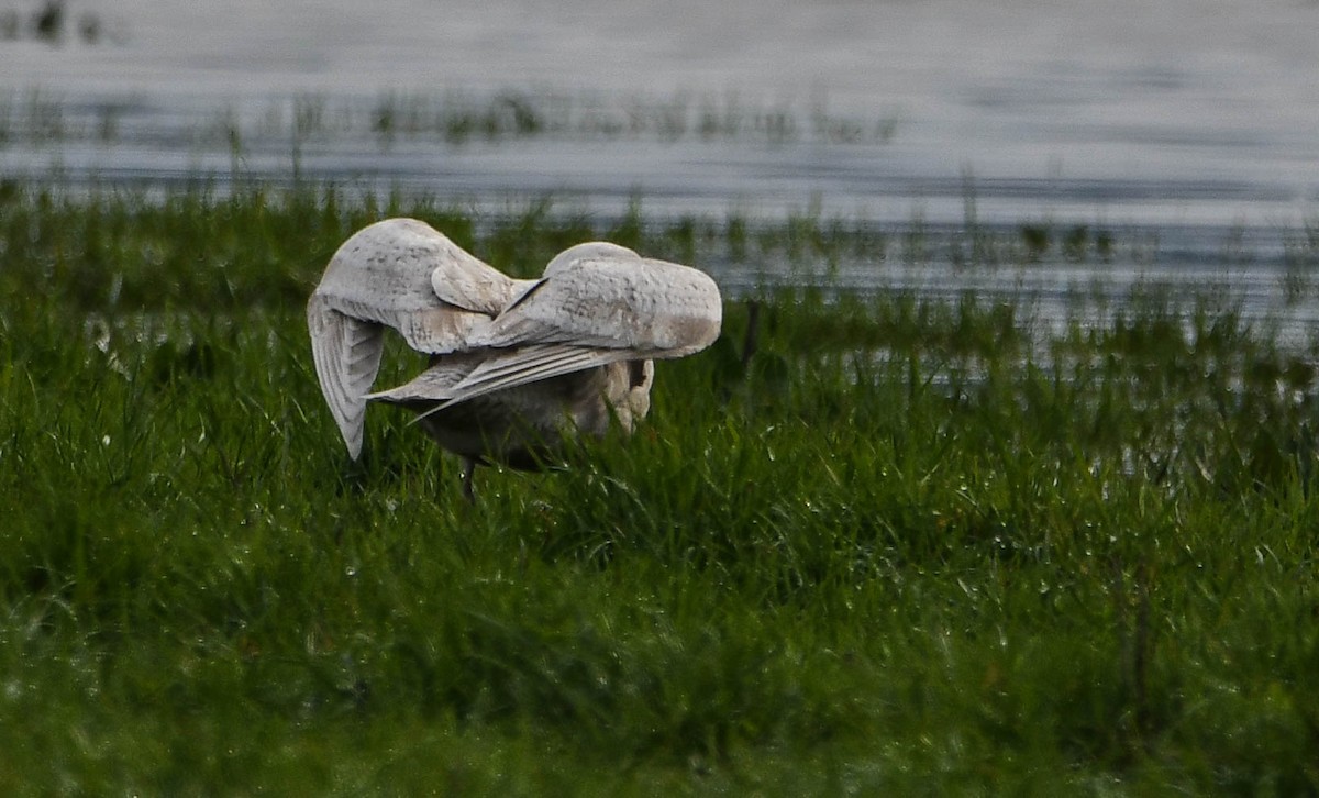 Glaucous Gull - ML48924131
