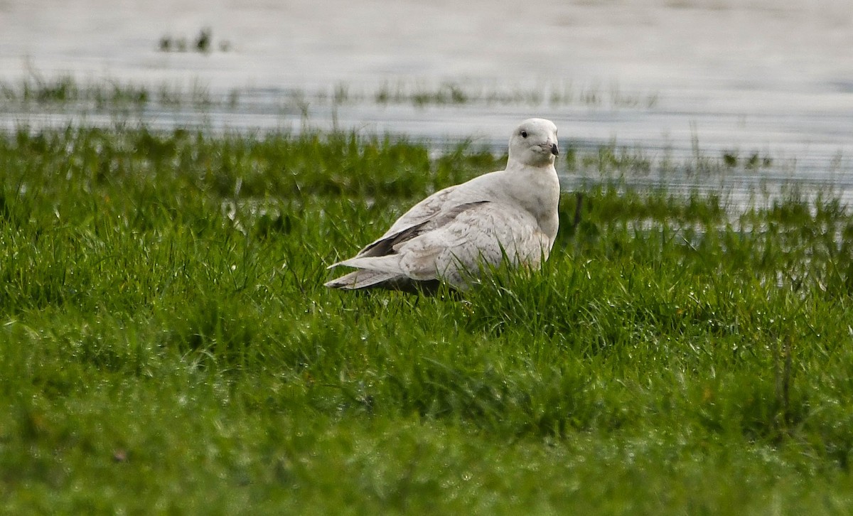 Glaucous Gull - ML48924141