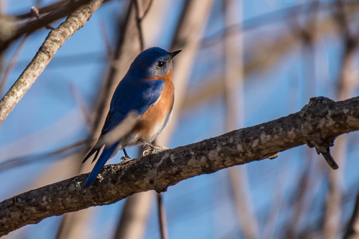 Eastern Bluebird - ML48924261