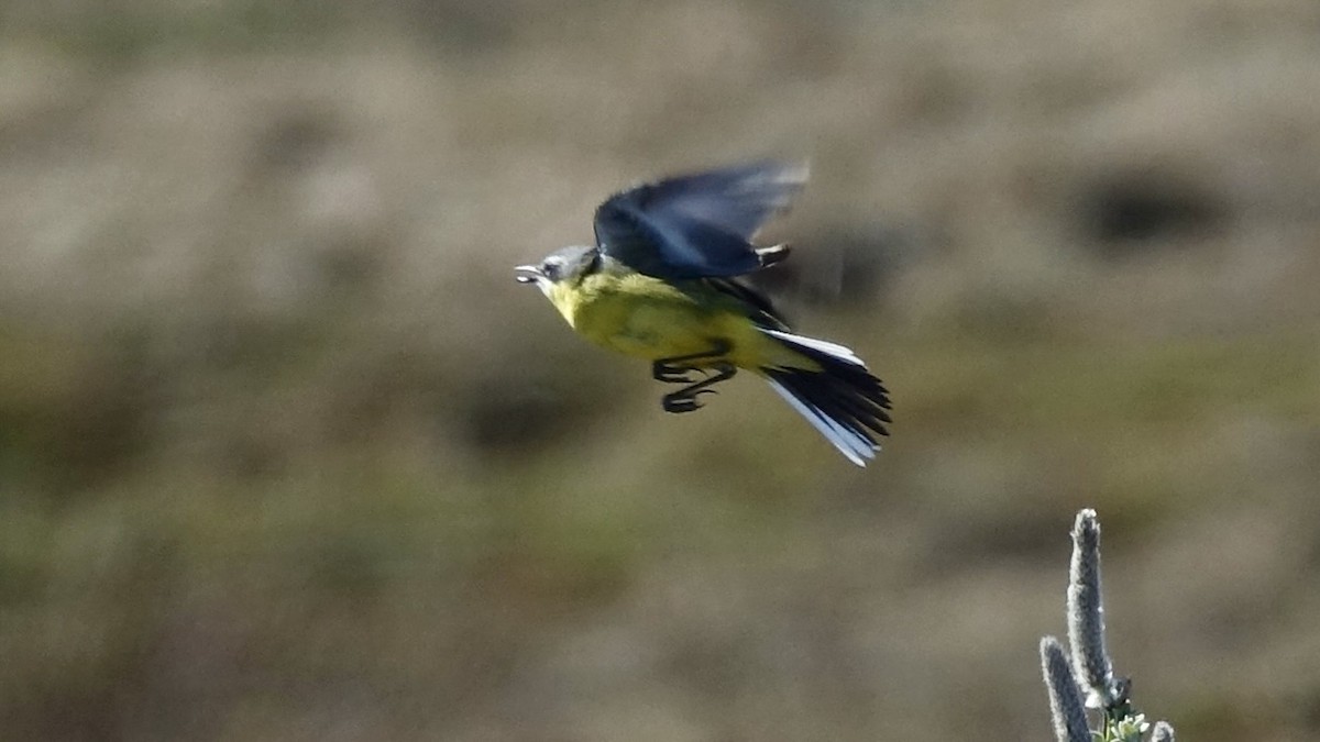 Eastern Yellow Wagtail - Jan Ekkers