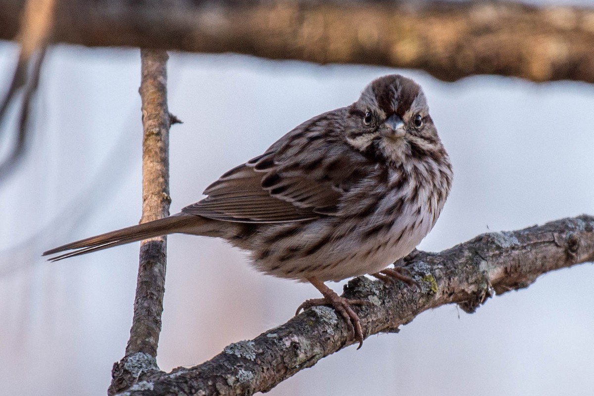 Song Sparrow - ML48924401