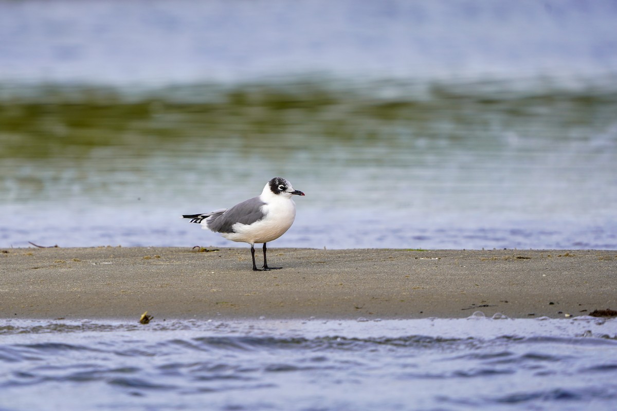 Franklin's Gull - ML489244691