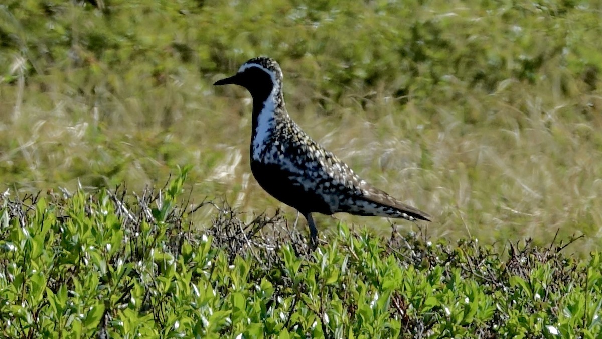 Pacific Golden-Plover - Jan Ekkers