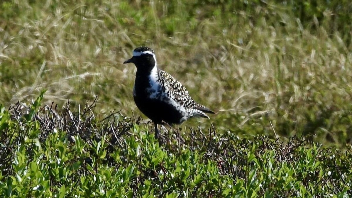 Pacific Golden-Plover - Jan Ekkers