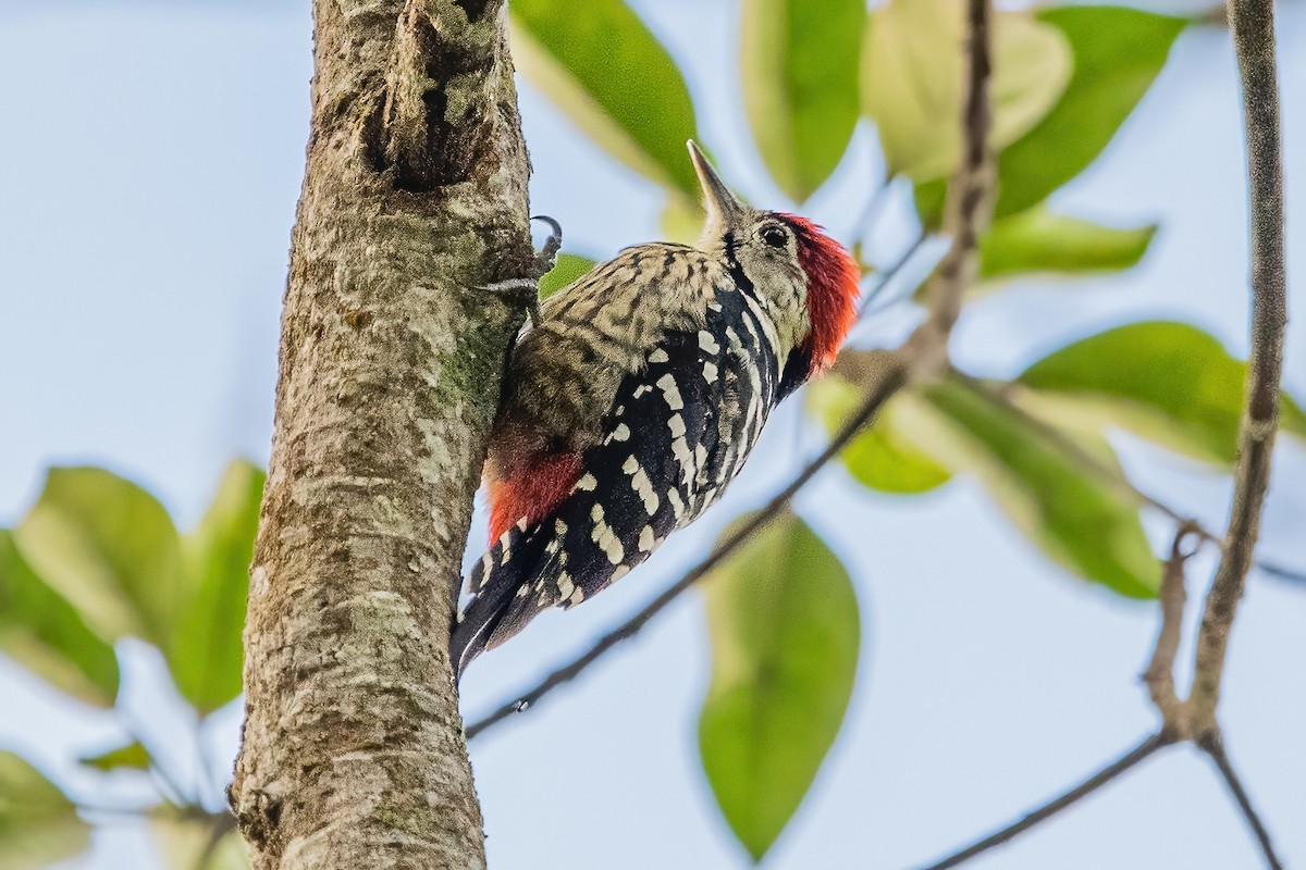 Stripe-breasted Woodpecker - Ngoc Sam Thuong Dang