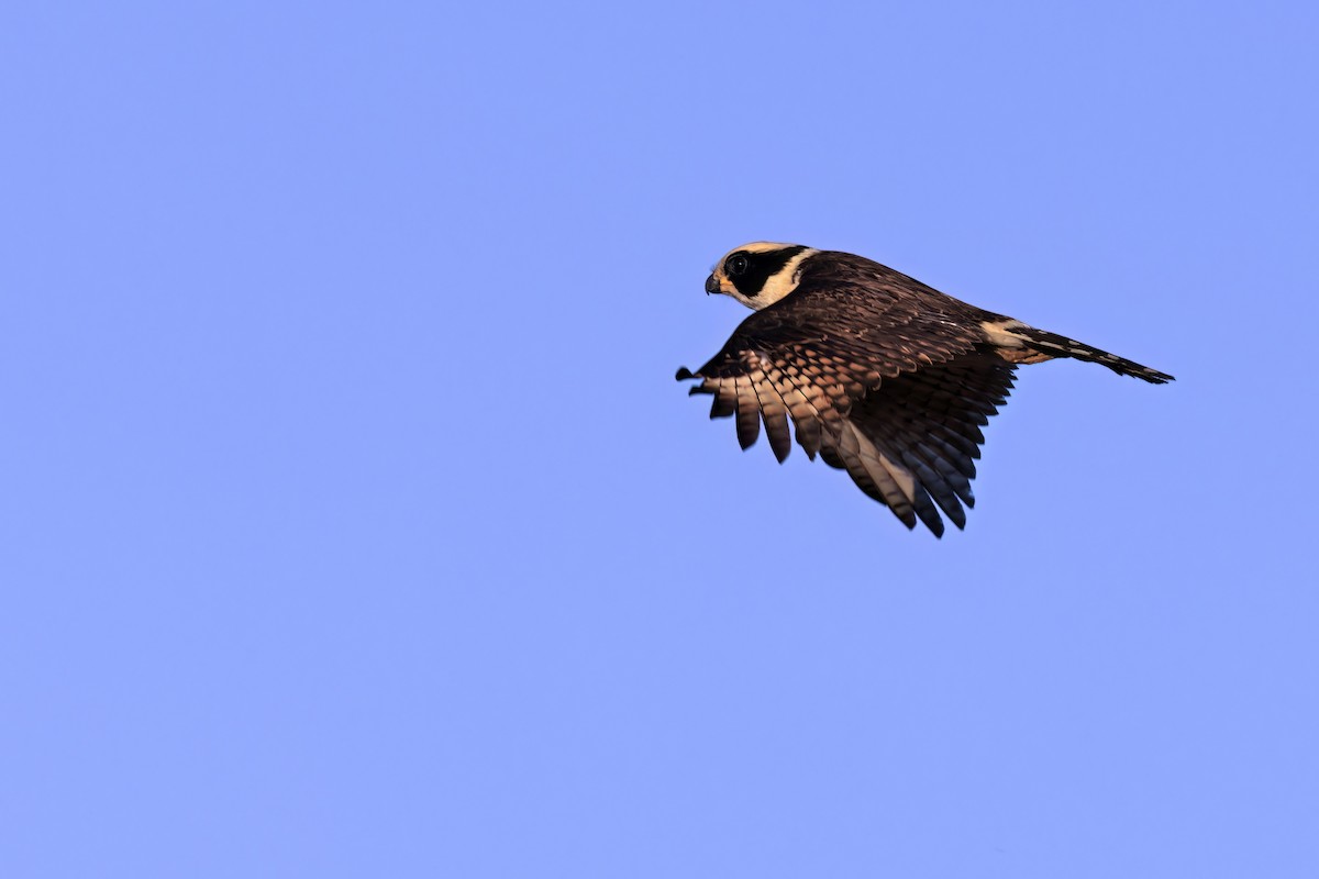 Laughing Falcon - ML489246021