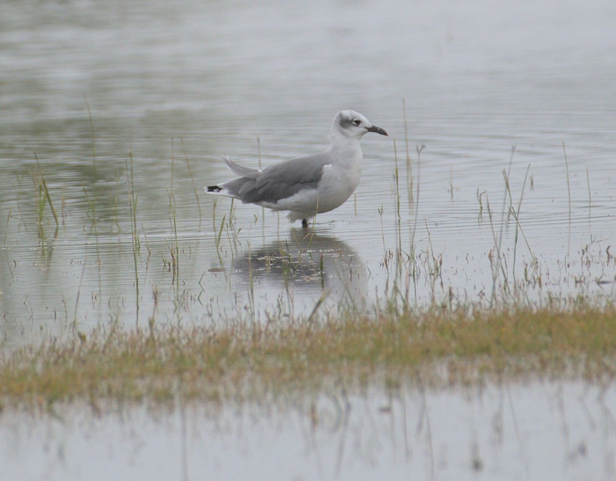 Laughing Gull - ML489246571