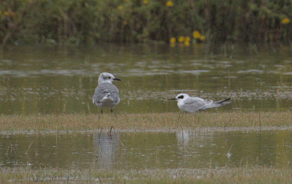 Laughing Gull - ML489246591