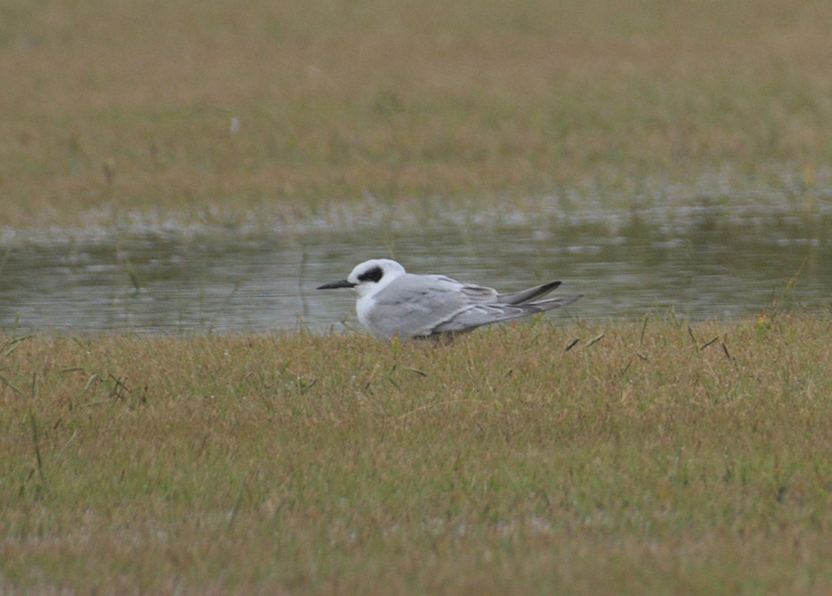 Forster's Tern - ML489246611